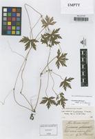 Isolectotype of Geranium ruthenicum R. Uechtr. [family GERANIACEAE]