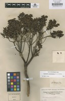 Original material of Gaultheria anastomosans (L.f.) Kunth [family ERICACEAE]