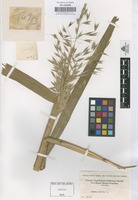 Original material of Avena sativa L. [family GRAMINEAE]