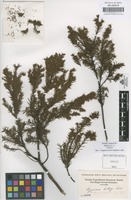 Original material of Hypericum brathys Small [family GUTTIFERAE]