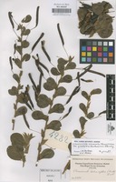 Original material of Chamaecrista rotundifolia (Pers.) Greene var. grandiflora (Benth.) Irwin & Barneby [family LEGUMINOSAE-CAESALPINIOIDEAE]