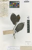 Syntype of Nauclea cumingiana S.Vidal [family RUBIACEAE]