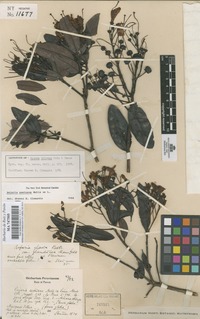 Original material of Bejaria glauca Bonpl. not on sheet not on sheet [family ERICACEAE]