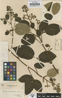 Original material of Rubus urticifolius Poir. [family ROSACEAE]