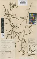Original material of Aeschynomene indica L. [family LEGUMINOSAE-PAPILIONOIDEAE]