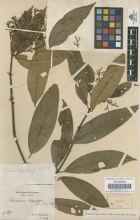 Original material of Palicourea thyrsiflora (Ruiz & Pav.) DC. [family RUBIACEAE]