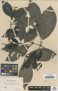 Original material of Psychotria alba Ruiz & Pav. [family RUBIACEAE]