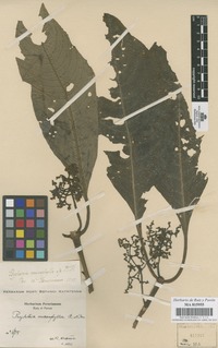 Original material of Psychotria macrophylla Ruiz & Pav. [family RUBIACEAE]