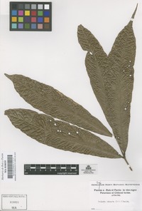 Original material of Talisia pinnata (Ruiz & Pav.) Radlk. [family SAPINDACEAE]