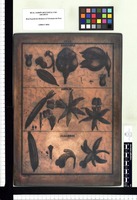 Anguloa, Bletia, Sobralia . Copperplate from the Flora Peruviana et Chilensis publication (1792-1822)