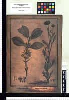 Aegiphila multiflora, Boopis balsamitaefolia. Copperplate from the Flora Peruviana et Chilensis publication (1792-1822)
