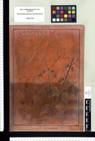 Arthrostema [sic] ciliatum. Copperplate from the Flora Peruviana et Chilensis publication (1792-1822)