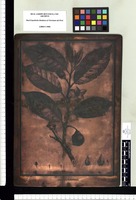 Annona palustris. Copperplate from the Flora Peruviana et Chilensis publication (1792-1822)
