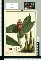 Costus scaber / J[ose]ph Brunete. Original drawing from Ruiz & Pavón Expedition (1777-1816)