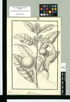 Acosta aculeata / Galvez. Original drawing from Ruiz & Pavón's Expedition (1777-1816)
