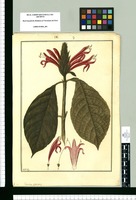 Justicia spicata / Fran[cis]co Pulgar. Original drawing from Ruiz & Pavón's Expedition (1777-1816)