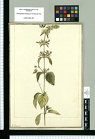 Dianthera mucronata / J[ose]ph Brunete. Original drawing from Ruiz & Pavón's Expedition (1777-1816)
