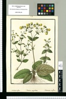 Calceolaria biflora, Calceolaria corymbosa y Calceolaria uniflora / Galvez. Original drawing from Ruiz & Pavón's Expedition (1777-1816)