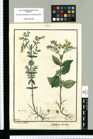Calceolaria scabra y Calceolaria dentata / Is[idro] Galvez. Original drawing from Ruiz & Pavón's Expedition (1777-1816)