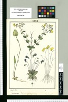Calceolaria virgata, Utricularia unifolia, Pinguicula involuta y Utricularia aphylla / Joseph Rubio. Original drawing from Ruiz & Pavón's Expedition (1777-1816)
