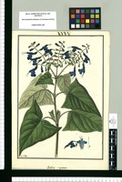 Salvia sagittata / Fran[cis]co Pulgar. Original drawing from Ruiz & Pavón's Expedition (1777-1816)