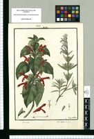 Salvia nodosa y Salvia revoluta / Ysidro del Galvez. Original drawing from Ruiz & Pavón's Expedition (1777-1816)