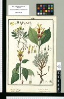 Columellia oblonga, Sanchezia oblonga, Sanchezia ovata y Margyricarpus setosus / Ysidro de Galvez. Original drawing from Ruiz & Pavón's Expedition (1777-1816)