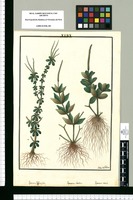 Peperomia inaequalifolia, Peperomia rhombea y Peperomia concava / Ysidro de Galvez. Original drawing from Ruiz & Pavón's Expedition (1777-1816)