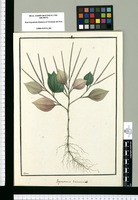 Peperomia trinervis / Galvez. Original drawing from Ruiz & Pavón's Expedition (1777-1816)