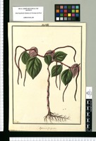 Peperomia purpurea / Fran[cis]co Pulgar. Original drawing from Ruiz & Pavón's Expedition (1777-1816)