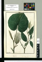 Piper peltatum y Piper gracile / Ysidro de Galvez. Original drawing from Ruiz & Pavón's Expedition (1777-1816)