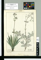 Valeriana pilosa y Valeriana virgata / Joseph Rubio. Original drawing from Ruiz & Pavón's Expedition (1777-1816)