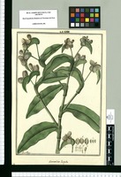 Commelina hispida / Fran[cis]co Pulgar. Original drawing from Ruiz & Pavón's Expedition (1777-1816)