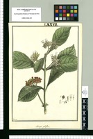 Callicarpa globiflora / Brunete. Original drawing from Ruiz & Pavón's Expedition (1777-1816)