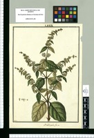 Buddeja [sic] diffusa / Galvez. Original drawing from Ruiz & Pavón's Expedition (1777-1816)