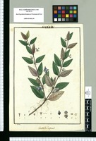 Condalia repens / I[sidro] Galvez. Original drawing from Ruiz & Pavón's Expedition (1777-1816)