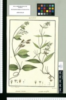 Manettia racemosa y Manettia acutifolia / Josef Rubio del. ; Jos[é] Querol in. Original drawing from Ruiz & Pavón's Expedition (1777-1816)