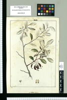 Embothrium dentatum / Rubio. Original drawing from Ruiz & Pavón's Expedition (1777-1816)