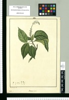 Rivina secunda / Jose Rivera del. Original drawing from Ruiz & Pavón's Expedition (1777-1816)