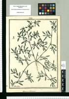 Lithospermum dichotomum / Ysidro Galvez. Original drawing from Ruiz & Pavón's Expedition (1777-1816)