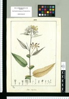 Sessea stipulata / Rubio. Original drawing from Ruiz & Pavón's Expedition (1777-1816)
