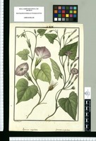Ipomoea cuspidata y Ipomoea angulata / Is[idro] Galvez del. Original drawing from Ruiz & Pavón's Expedition (1777-1816)