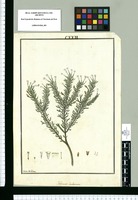 Fabiana imbricata / Ysidro de Galvez. Original drawing from Ruiz & Pavón's Expedition (1777-1816)