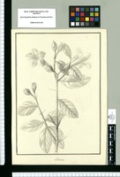 Lisianthus. Original drawing from Ruiz & Pavón's Expedition (1777-1816)