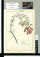 Periphragmos dependens / Rubio. Original drawing from Ruiz & Pavón's Expedition (1777-1816)