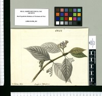 Laugeria dependens / Is[idro] Galvez delin. Original drawing from Ruiz & Pavón's Expedition (1777-1816)