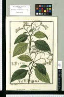 Tournefortia undulata y Tournefortia polystachya / Ysidro de Galvez. Original drawing from Ruiz & Pavón's Expedition (1777-1816)