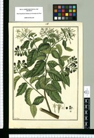 Cestrum undulatum / Fran[cis]co Pulgar. Original drawing from Ruiz & Pavón's Expedition (1777-1816)