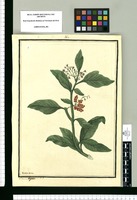 Solanum cymosum / Ysidro Galvez. Original drawing from Ruiz & Pavón's Expedition (1777-1816)