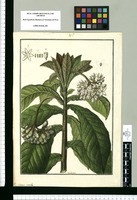 Solanum sessile / Galvez. Original drawing from Ruiz & Pavón's Expedition (1777-1816)